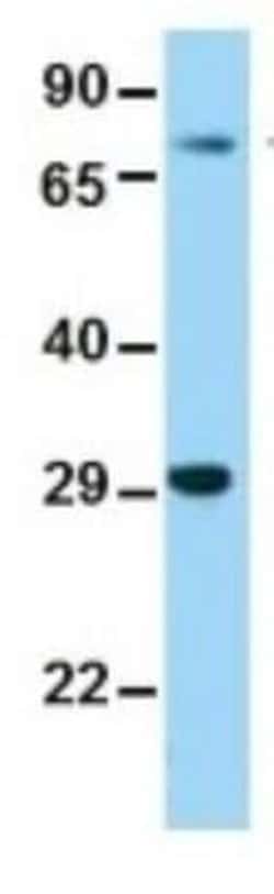 TCF7L2 Rabbit anti-Human, Polyclonal, Novus Biologicals 100 &mu;g | Buy Online | Novus Biologicals | Fisher Scientific